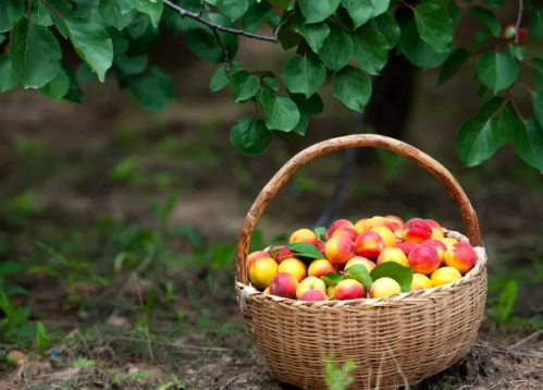 image.png 拉斯维加斯娱乐城