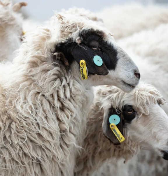 拉斯维加斯娱乐城