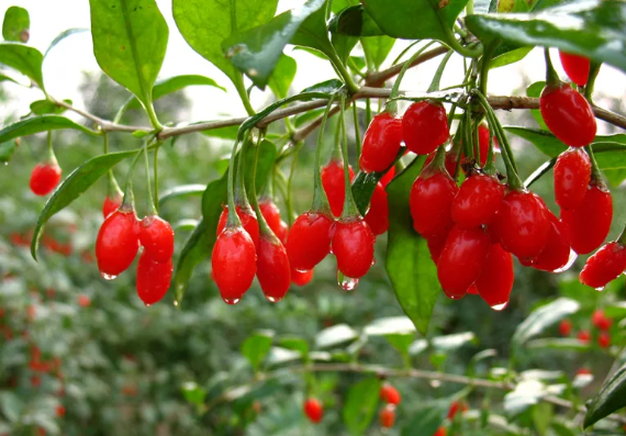 image.png 拉斯维加斯娱乐城