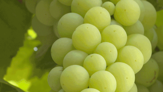 image.png 拉斯维加斯娱乐城