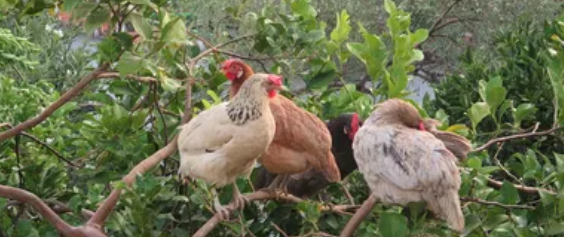 image.png 拉斯维加斯娱乐城