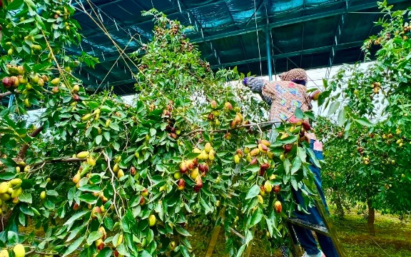 拉斯维加斯娱乐城