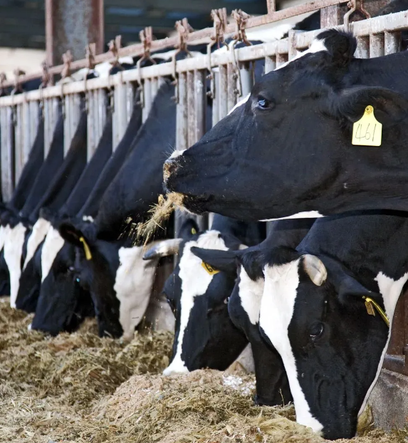 image.png 拉斯维加斯娱乐城