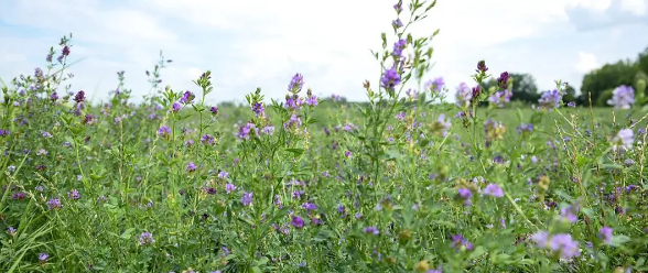 image.png 拉斯维加斯娱乐城