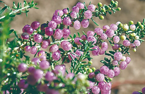 拉斯维加斯娱乐城