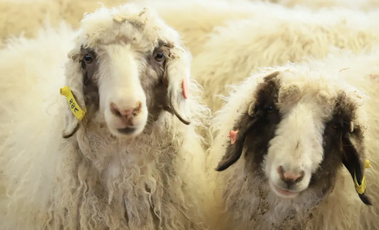 image.png 拉斯维加斯娱乐城